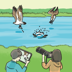 鳥が川の魚を捕獲する様子を撮影しているイラスト